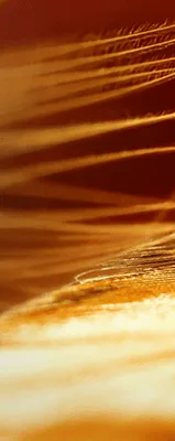 مكونات عطر الصفحة الرئيسية – VPerfumesJO