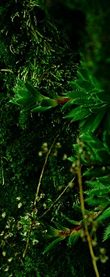 مكونات عطر الصفحة الرئيسية – VPerfumesJO